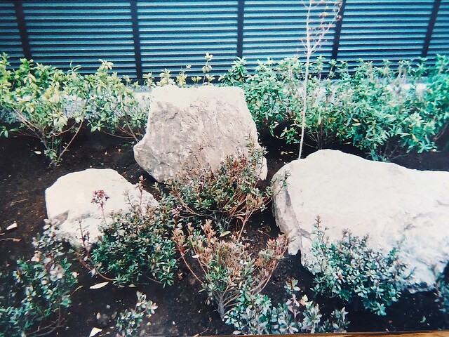 植栽伐採伐根搬出